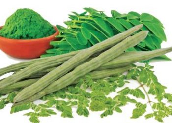 ලොව හොඳම දීර්ඝායුෂ ශාක පත්‍රය වන මුරුංගා කොළවල අදහාගත නොහැකි ගුණ