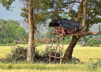 පාළු හේනක පිහිටි පැලක දෑත් දෙපා ගැට ගසා සිටි දැරිය