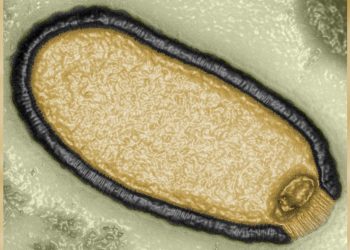 ලොව කලඹමින් zombie වෛරසය සොයාගනී