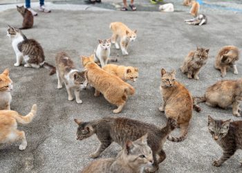 මසට ගෙනගිය බළලුන් 1,000ක් බේරා ගනී