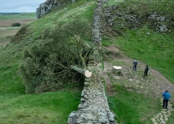 Robin Hoodගේ ගස කපා දමයි