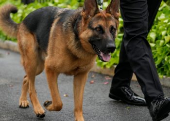 ධවල මන්දිරයෙන් ඉවත් කළ Commandor